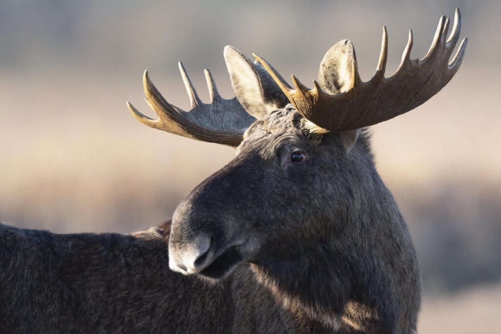 Elg i Lille Vildmose